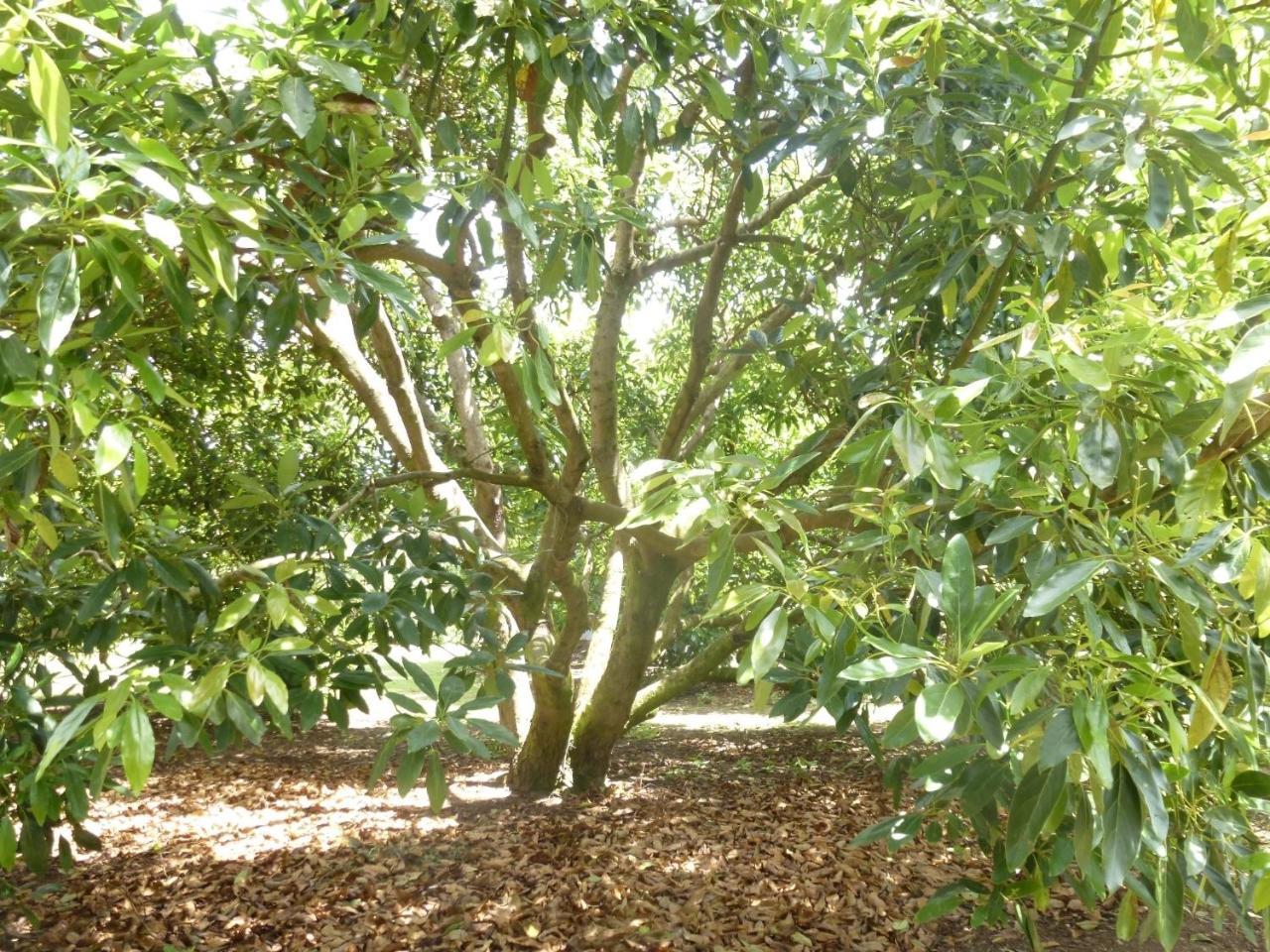 Paradise Grove Уангамата Экстерьер фото