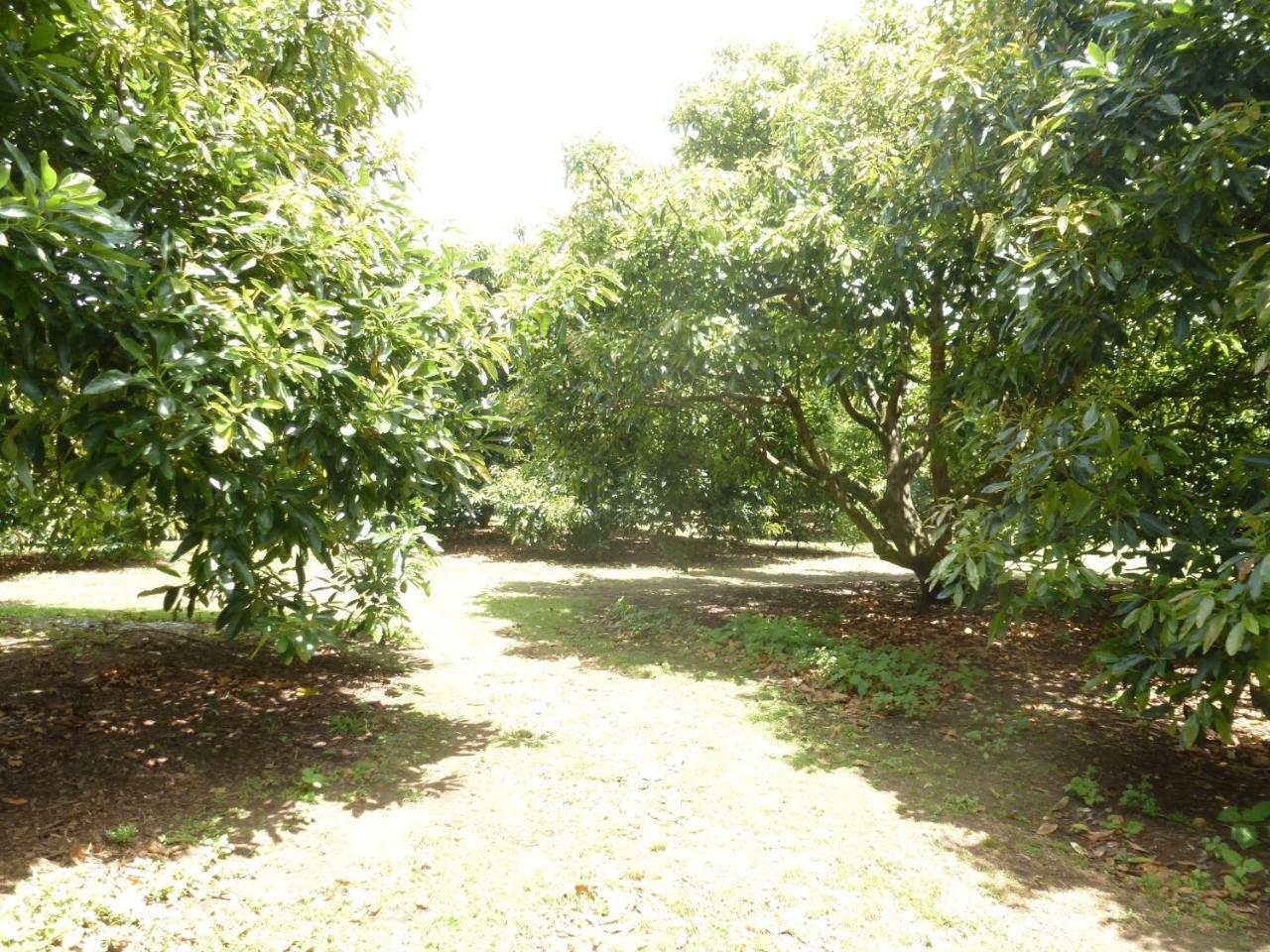 Paradise Grove Уангамата Экстерьер фото